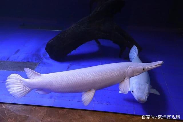 柜柜日本海运公司拼框门